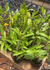Kit 10 Dendrobium Adultos cores variadas + adubo de brinde na internet