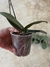 Mini Phalaenopsis folha pintada - comprar online