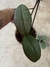 Mini Phalaenopsis folha pintada na internet