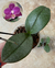 Mini Phalaenopsis folha pintada