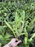 cattleya bowrigiana coerulea adulta - comprar online