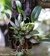 Dendrobium agregatum Adulto - comprar online