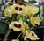 Dendrobium Gatton Sunray - comprar online