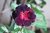 Rosa do Deserto Negra - Orquidário Frutal