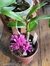 Dendrobium Hibiki Adulto - comprar online