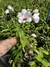denphal exotico lilas e verde - comprar online