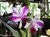 Orquídea Lc. Remo Prado Clow ( Adulta)