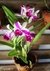 Orquídea Lc. Remo Prado Clow ( Adulta) - comprar online