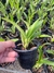 Cattleya bowringiara tipo - loja online