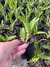 Cattleya bowringiara tipo na internet