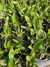 Imagem do Cattleya loddigesii tipo “Charley” Seedling tamanho 3