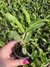 Cattleya loddigesii tipo “Charley” Seedling tamanho 3 - Orquidário Frutal