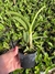 Cattleya loddigesii tipo “Charley” Seedling tamanho 3 - comprar online