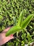 Cattleya loddigesii tipo “Charley” Seedling tamanho 3 - loja online