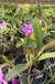 Cattleya Walkeriana Tipo Adulta na internet