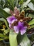 zygopetalum maculatum na internet