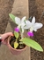 cattleya walkeriana semi alba adulta - Orquidário Frutal