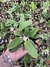 Dendrobium Agregatum semi adulto na internet