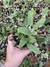 Dendrobium Agregatum semi adulto - Orquidário Frutal