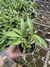 Dendrobium Chrysotoxum “Aureum” Muda na internet