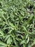 Dendrobium Chrysotoxum “Aureum” Muda - Orquidário Frutal