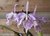 Cattleya Maxima tamanho 3