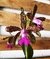 Cattleya Leopoldii Adulta - comprar online