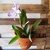 Cattleya Whitei Coerulea Adulta - comprar online