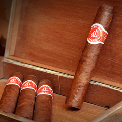 Flor de Cano Elegidos x 3 unidades en internet