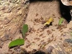 Isca Granulada Formigas Grão Forte Insetimax 10x50 gr na internet