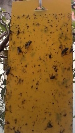 Armadilha Para Insetos Biotrap Amarela Monitoramento Insetos - Agropaulista Garden