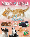 MUNDO ANIMAL GATOS