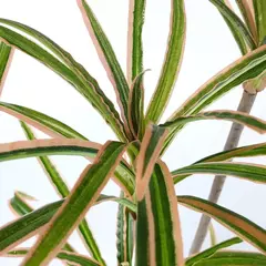 PLANTA 160CM - PALMERA - comprar online