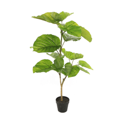 Planta Ficus 90cm