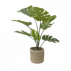 Planta Adan 90 cm