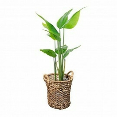 PLANTA CANNA CHICA 120cm 9 hojas