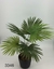 Palmetto 90cm