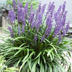 Liriope Muscari