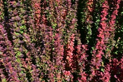 Berberis Thumbergii Red Pillar