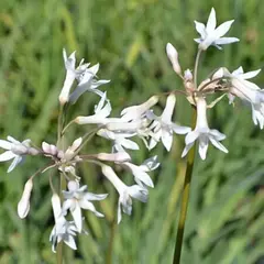 Tulbaghia violacea - VallsGarden