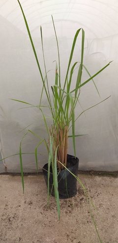 Paspalum Exaltatum - comprar online