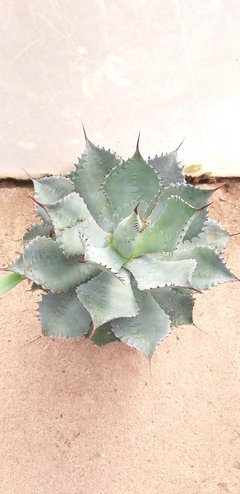 Agave Potatorum en internet