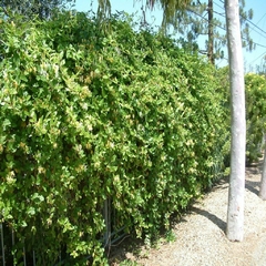 Lonicera Japonica