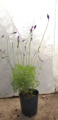 Lavanda Multifida - VallsGarden