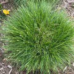 Carex Divulsa