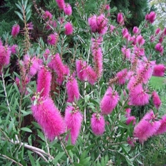 Callistemon Llila