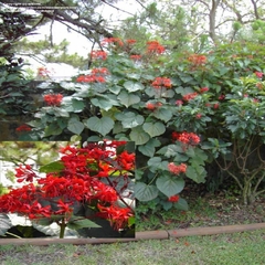 Clerodendro Rojo