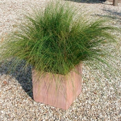 Carex Verde