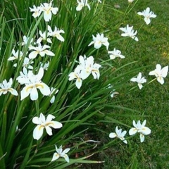 Dietes Vegeta Grandiflora - comprar online