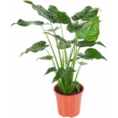 Alocasia Cucullata